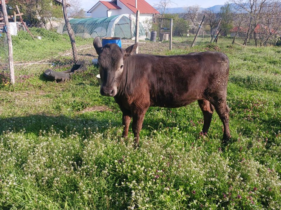 Женско теле на 11 месеца