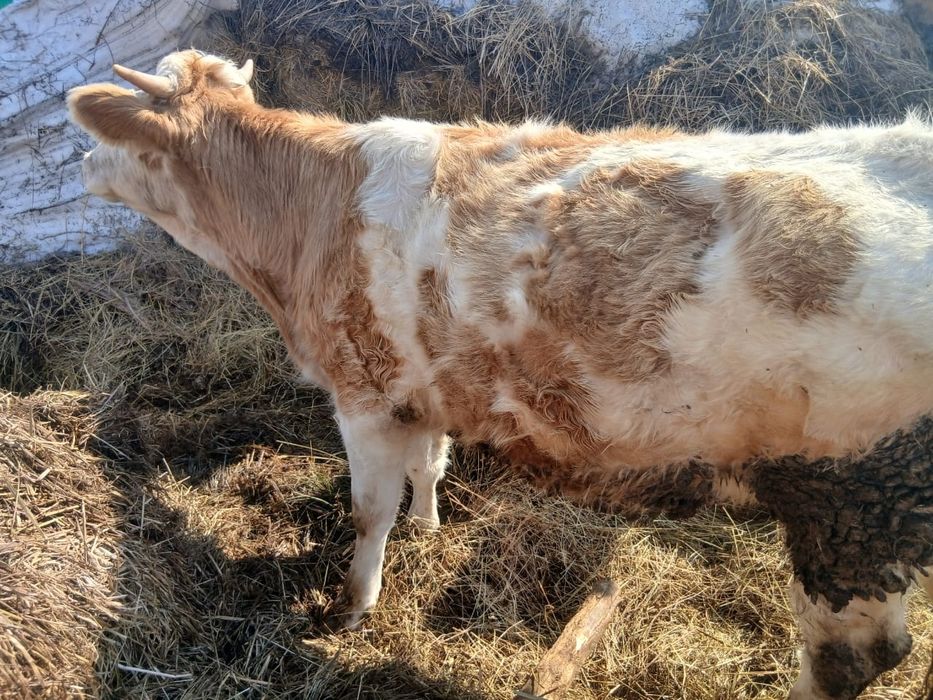 Телочка и бычок .