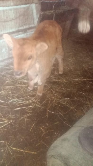 Сельхозживотное телята