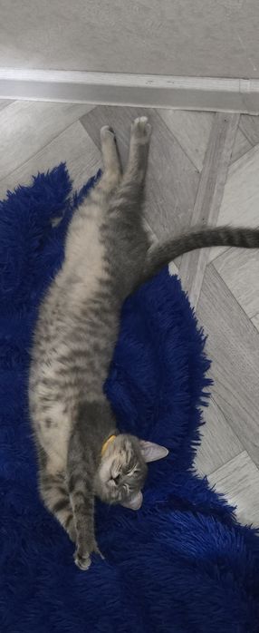 Кошку в добрые руки