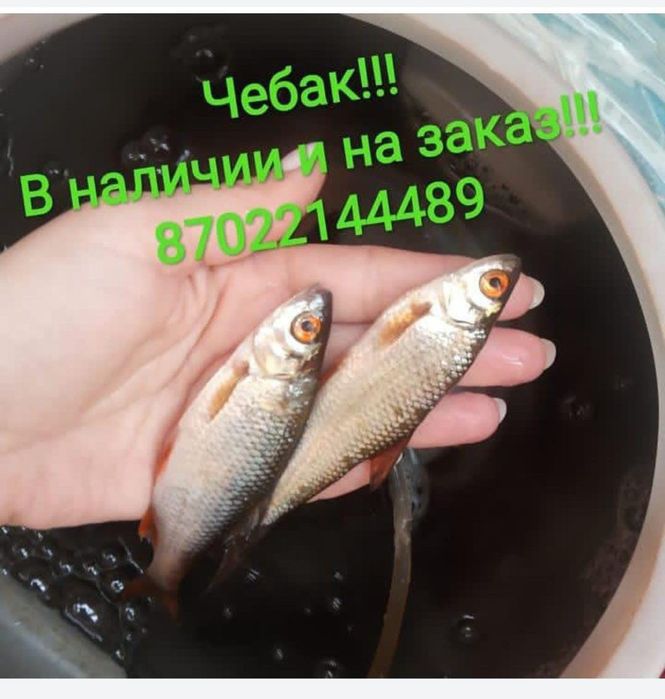 Продам живца на судака