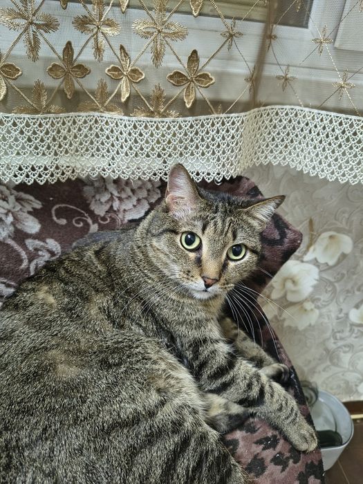 Шикарный кот ищет дом