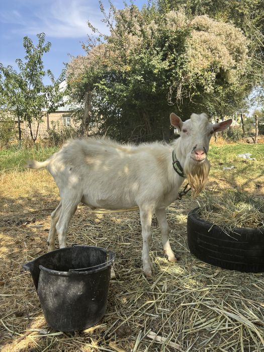 Бірінші рет тәжірибесіз порно