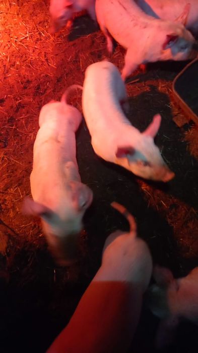 Куры поросята бройлеры