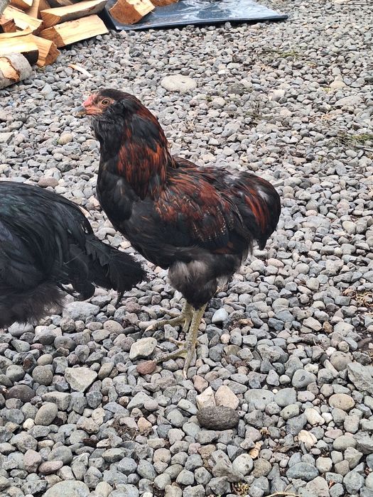 Cocosi araucana potârnichiu