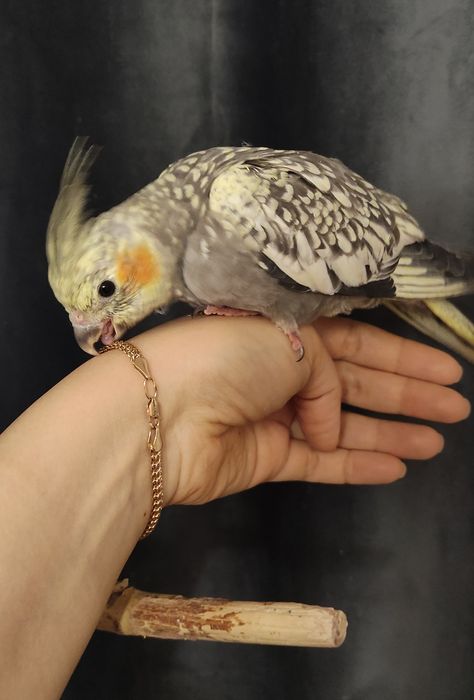 Попугайчики Кореллы.