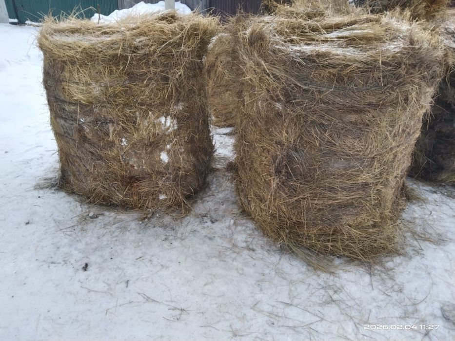 Продам тюки сена