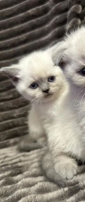 Котята мальчики, 1.5 мес