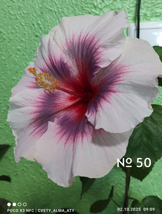 Гибискус, китайская роза.