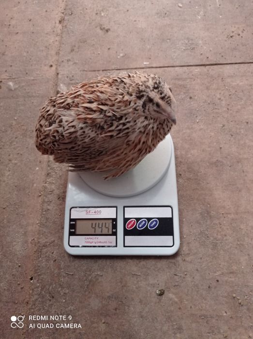 Продам перепелов несушки  двух месячные