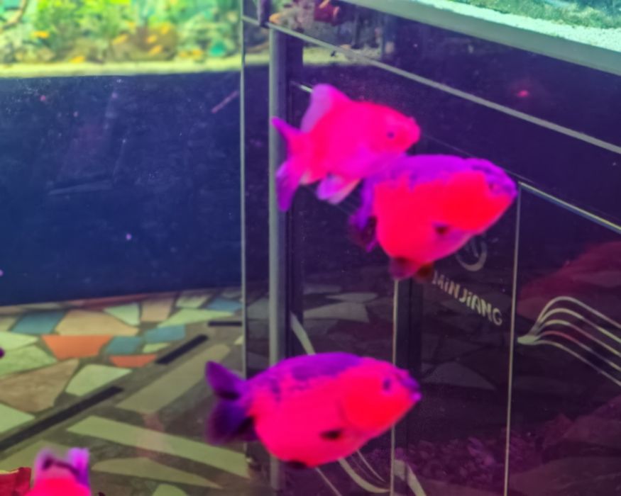 Аквариумные рыбки