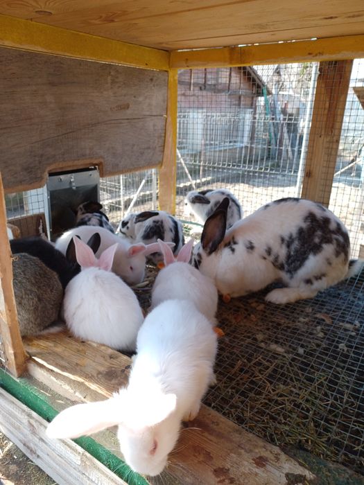 Vând iepuri rasa fluture