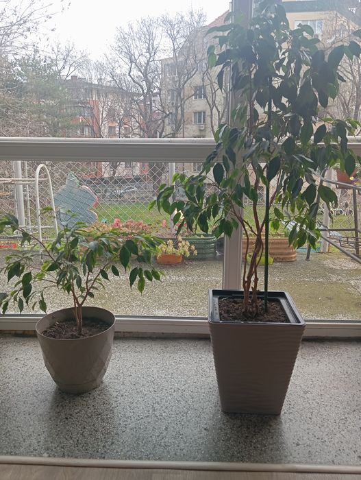 Дървета Бенджамин