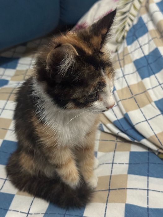 Котёнок-девочка, трёхцветная