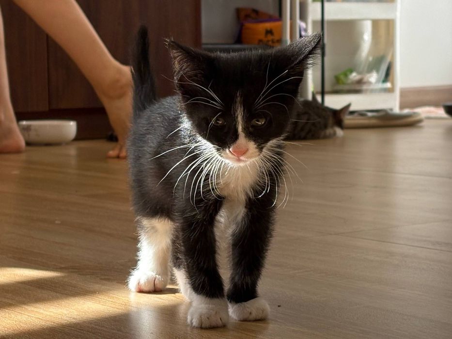 Спасённые котята ищут семью