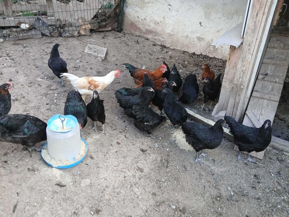 Продавам пронесли млади ярки и кокошки Ломан браун