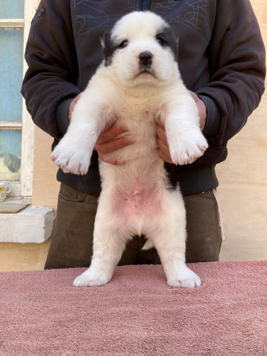 Щенок ( туркменского Алабая ) чистокровный