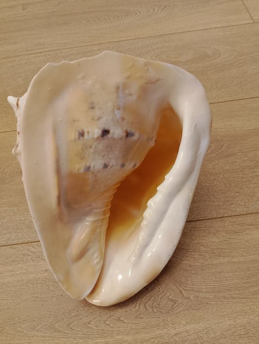Vând scoica  naturală masivă 25 cm