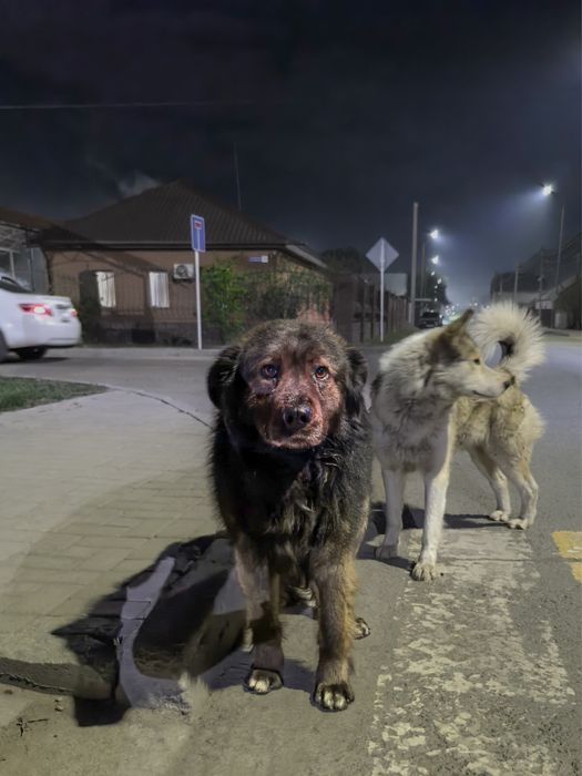Срочно нужна семья для парня