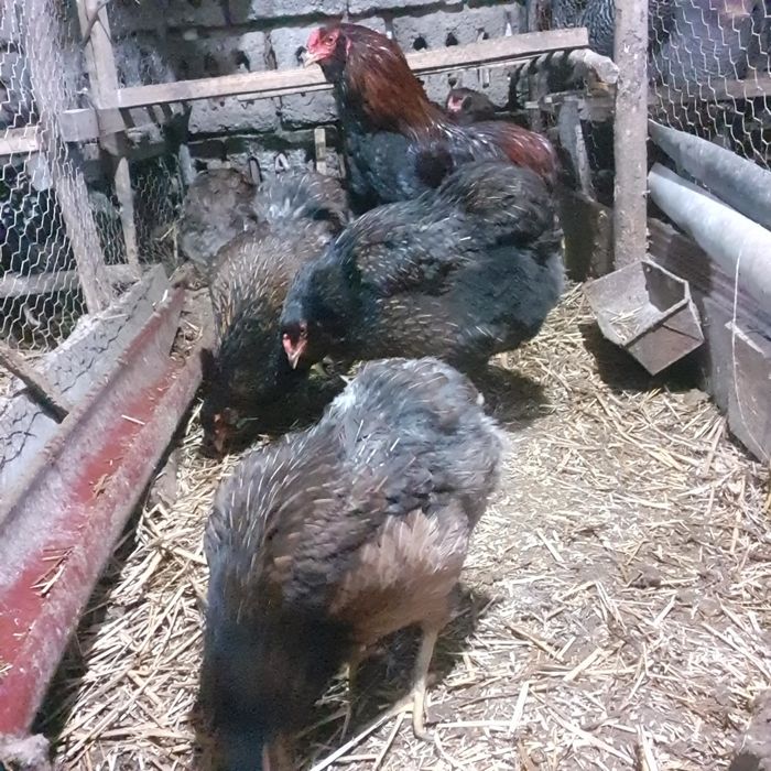 Ouă pentru incubat!