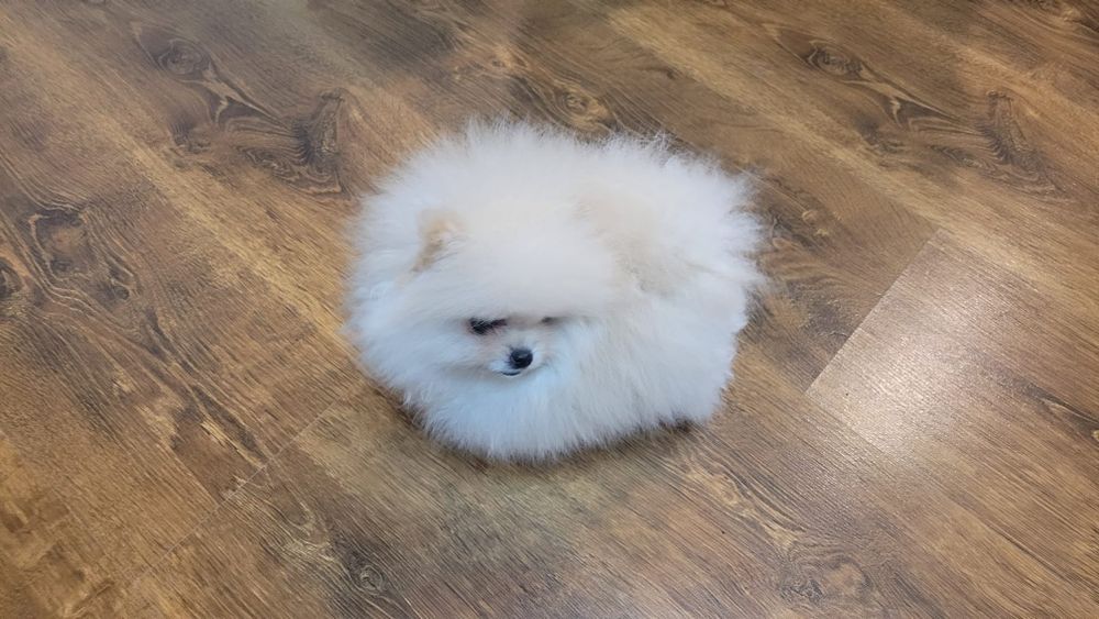 Pomeranian cățelușă
