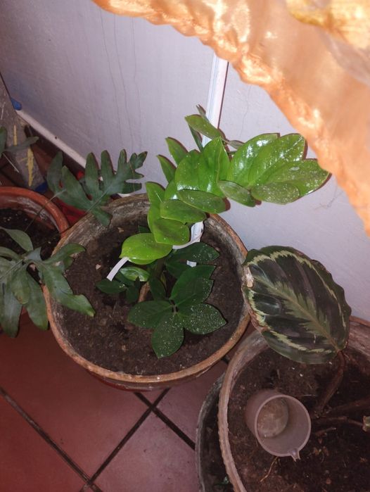 Plante de apartament curgatoare