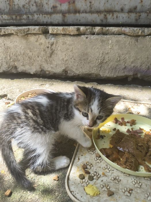 Подарявам котенца