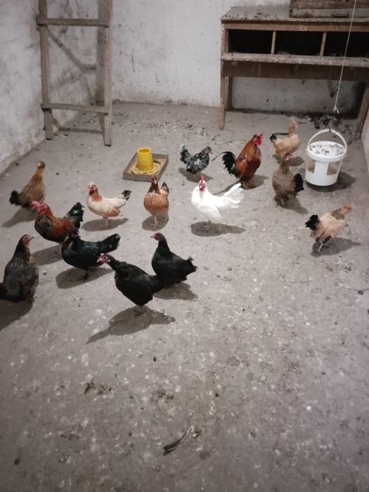 Продаются голуби