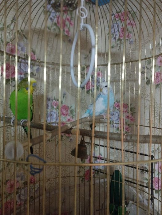 Продам попугаев с клеткой
