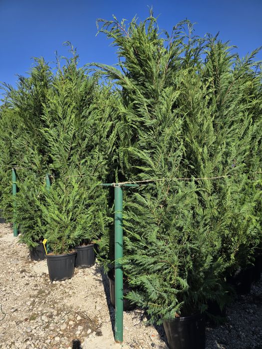 Palmier trachycarpus,leylandii ,photinia,maslin