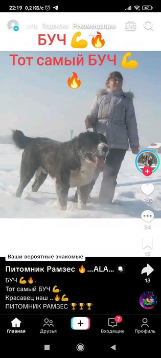 Алабай 3,5 года. Супертяж