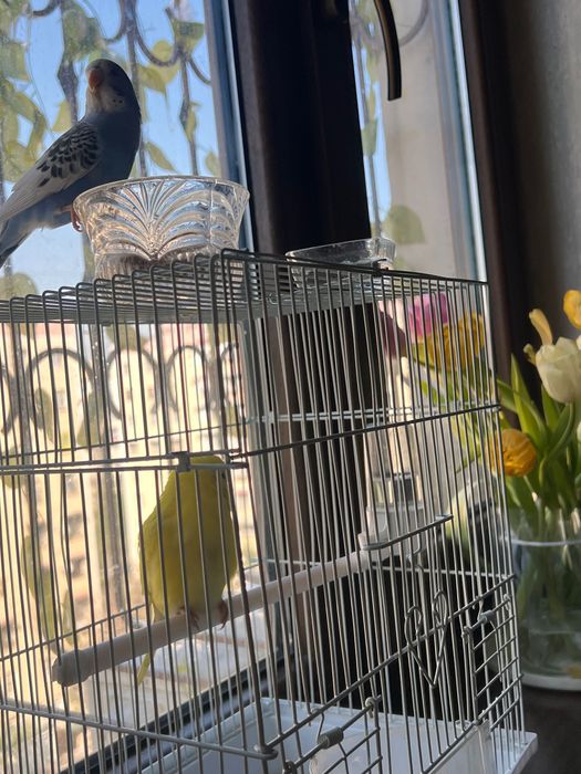 Papugaylar Polruchnoy  Valnisti Волнистый попугай подчех