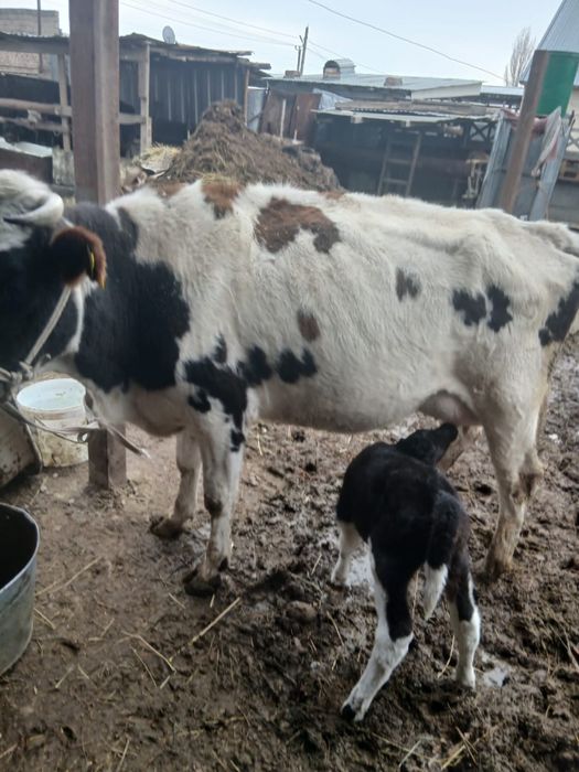 Сиыр бузауымен.