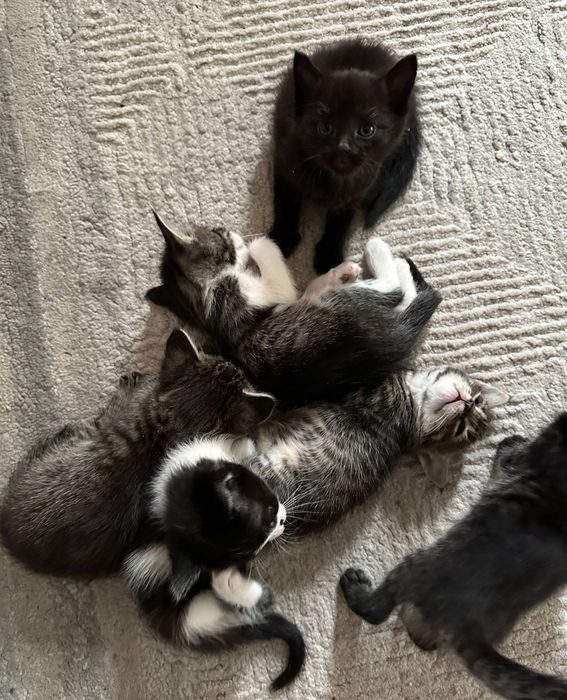 Отдаём в добрые руки котят 1,5 месяца