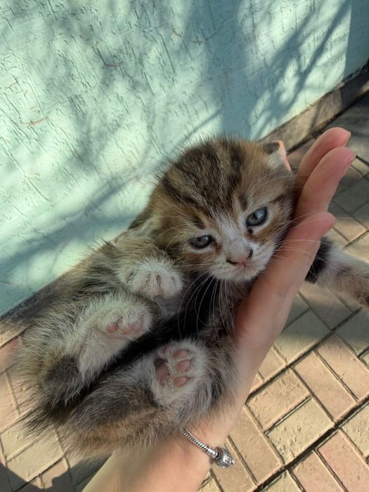 Отдам в хорошие руки