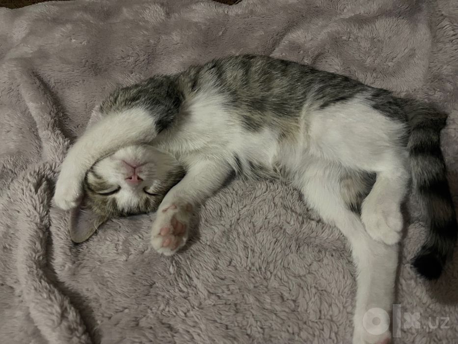 Котенок домашний, для пристройства, 2 месяца