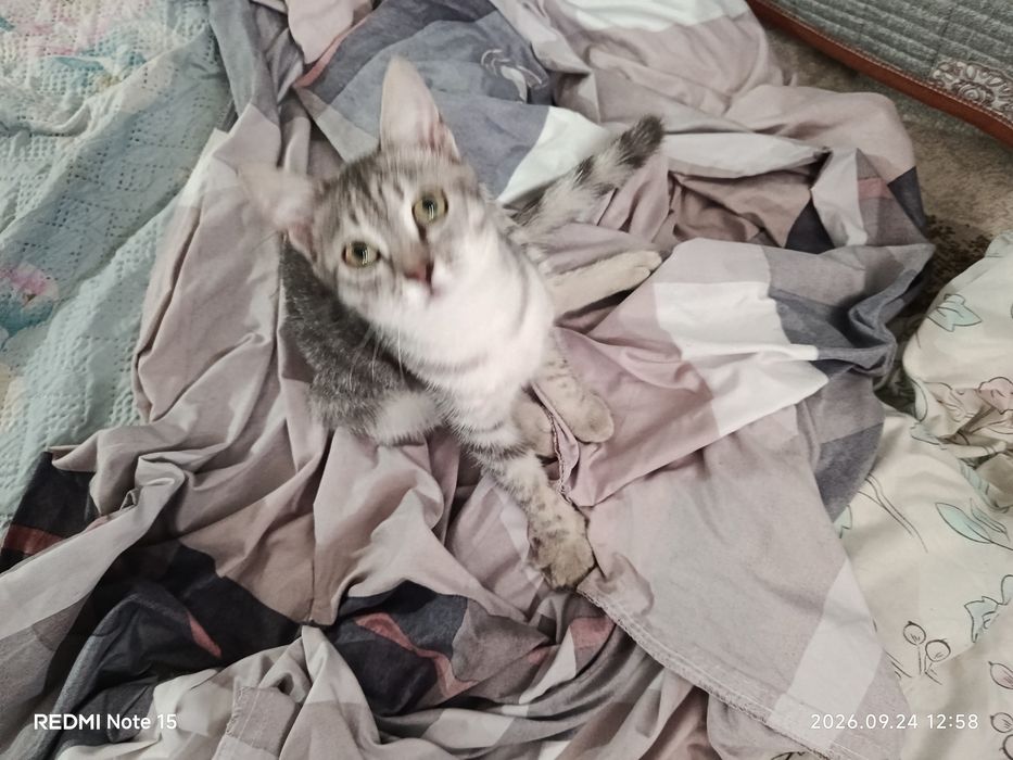 Отдам котика подросток шотландец