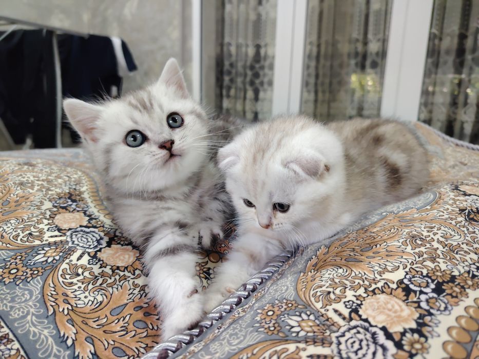 Скотиш Фолд и Страйт