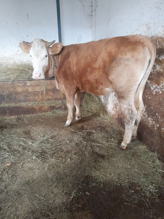 Junincuta de vânzare