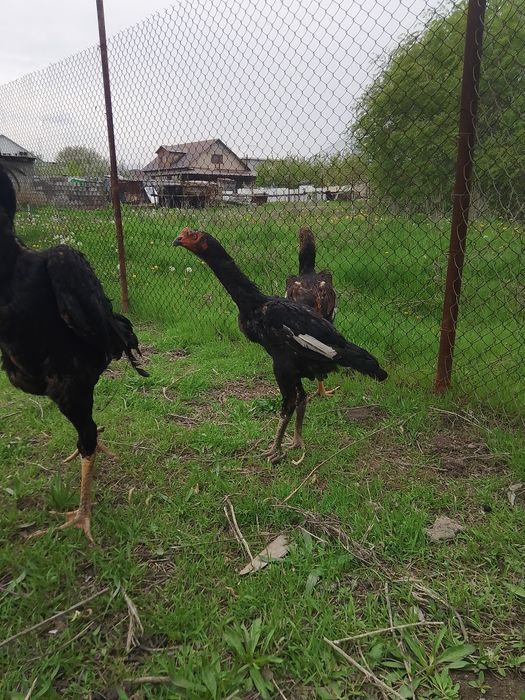 Дакан балапан 17 мын