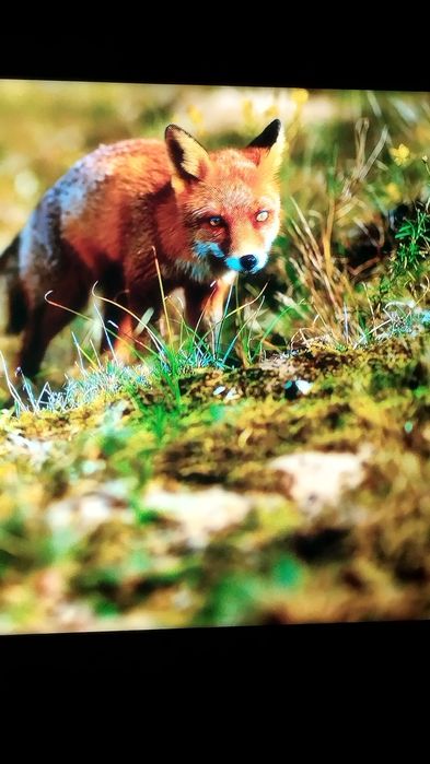 Продам телевизор LG