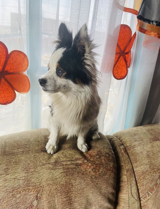 Пропала собака , пинчер , кабель