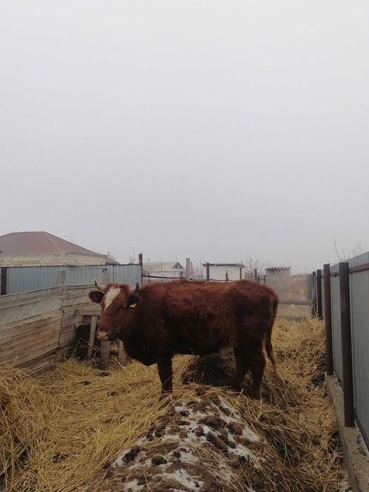 Две Коровы,бычок,