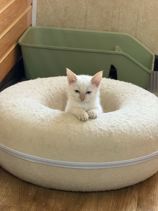Котята около 2,5 месяцев