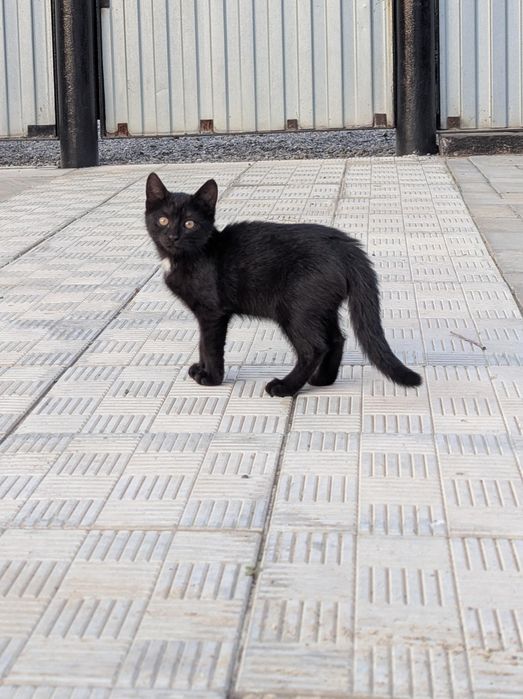 Отдам котёнка в частный дом