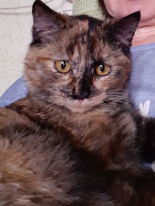 Кошка Лиза ищет себе семью.