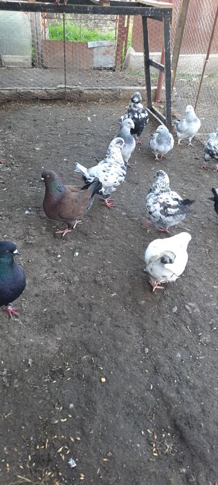 Vind păsări de tara