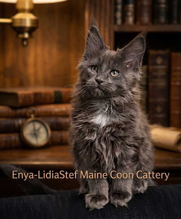 Felisa WCF-rasa Maine Coon-Pedigree-Timisoara