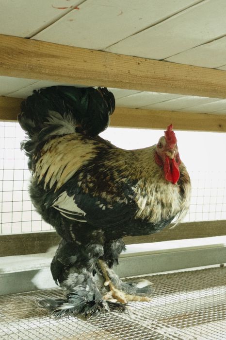 Продаётся петух годовалый