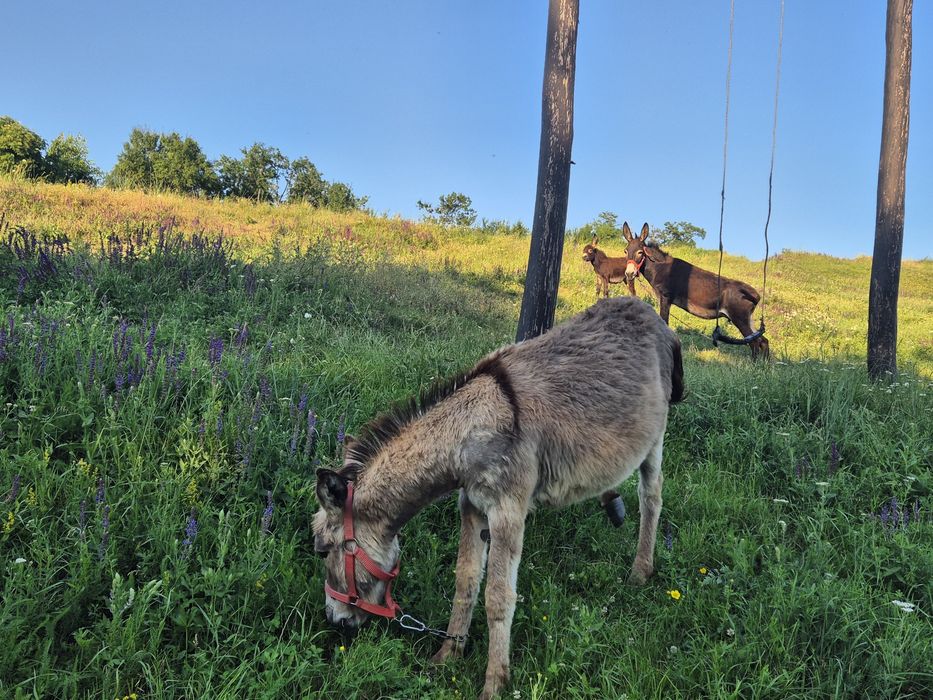 Măgăriță cu lapte, măgar și pui (femelă)